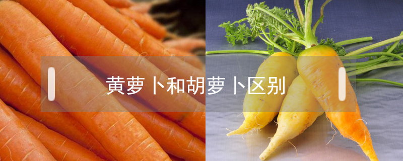 黄萝卜和胡萝卜区别