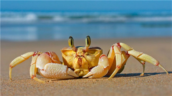 螃蟹要蒸多久才能蒸熟，螃蟹蒸久了会怎么样