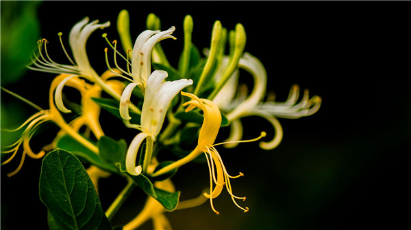 金银花的功效与作用，金银花的花朵为什么会变色