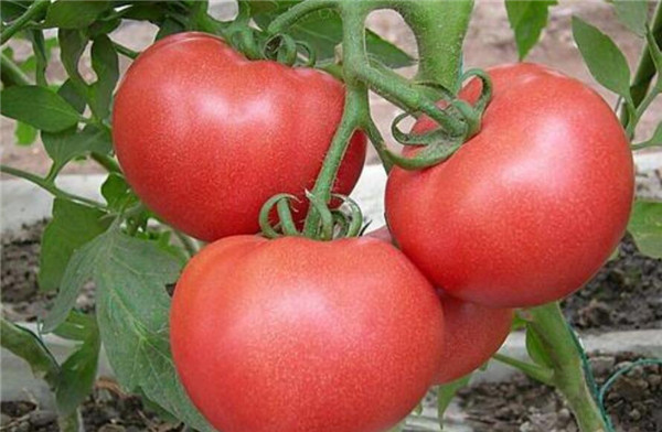 番茄和菠菜能一起吃吗