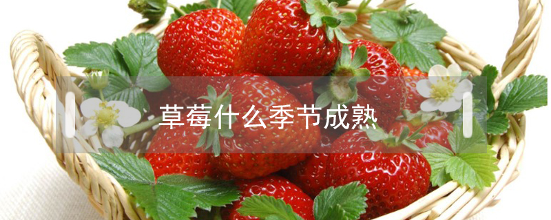 草莓什么季节成熟