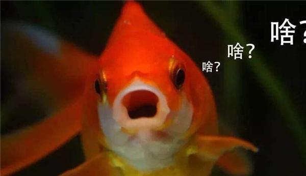 金鱼的记忆真的只有七秒吗，为什么说金鱼的记忆只有七秒