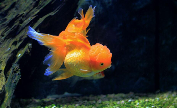 金鱼的记忆真的只有七秒吗，为什么说金鱼的记忆只有七秒