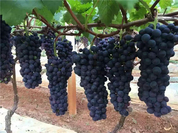 蓝莓葡萄是什么品种