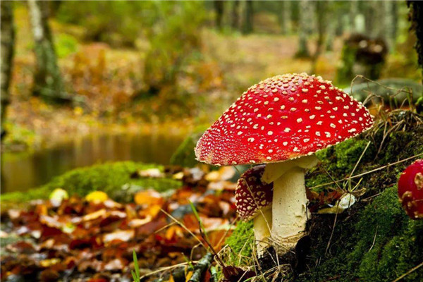 蘑菇是什么季节长出来