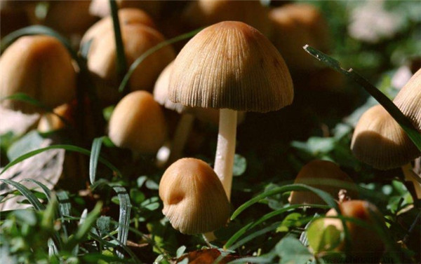 蘑菇是真菌吗
