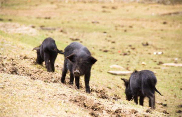 山猪是否属保护动物