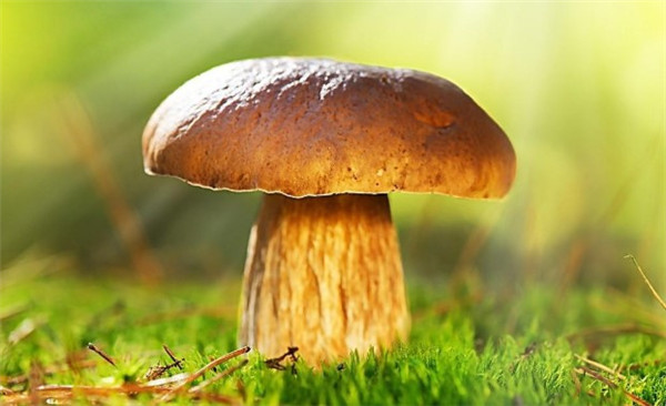 蘑菇煮多久能熟透