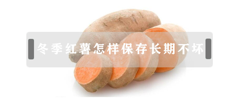 冬季红薯怎样保存长期不坏