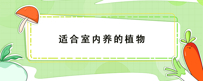 适合室内养的植物