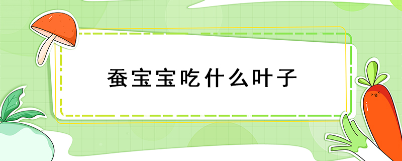 蚕宝宝吃什么叶子