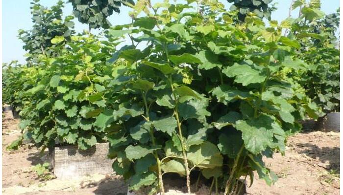 榛子的种植方法，不容忽视的榛子种植管理方法