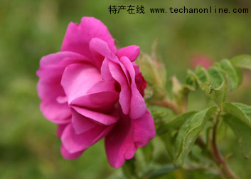 妙峰山玫瑰花