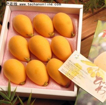 莆田枇杷