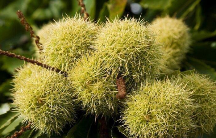 板栗树怎么种，资深果农教你板栗的种植方法