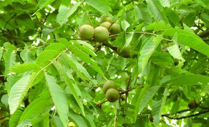 核桃的种植方法，优质经济树种该如何种？